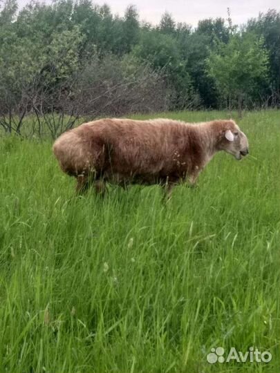 Курдючные бараны