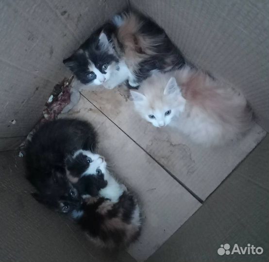 Котята в добрые руки