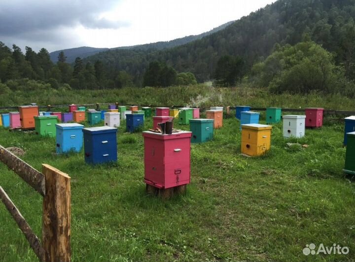 Мёд натуральный из Алтая опт