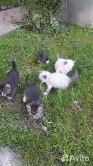 Котята в добрые руки бесплатно