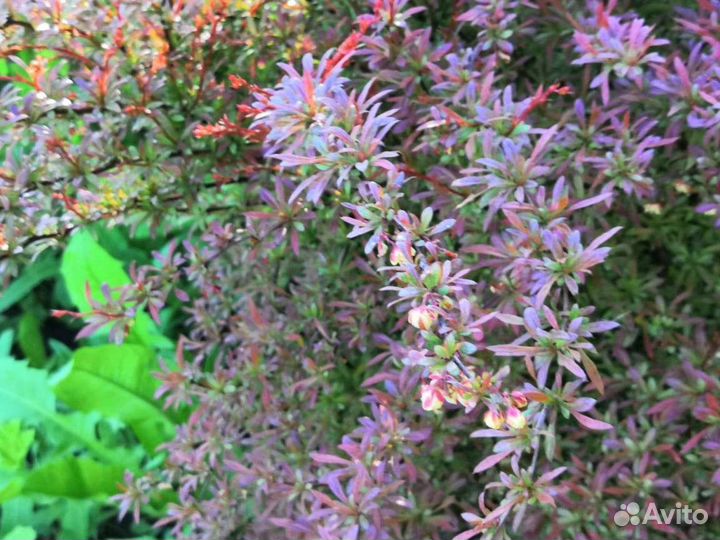 Барбарис тунберга