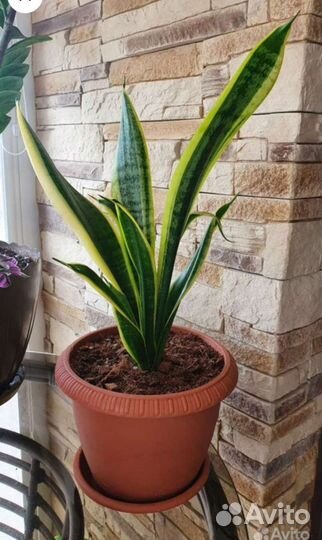 Хавортия, Сансевиерия трёхполосная