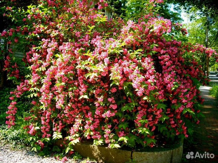 Вейгела ранняя Высота от 50см