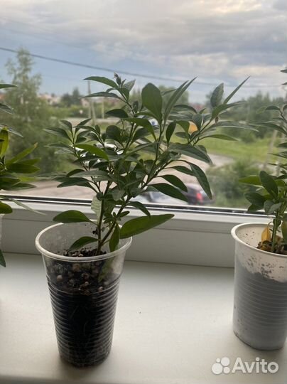 Паслен домашний