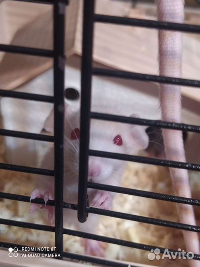 Крыса дамбо