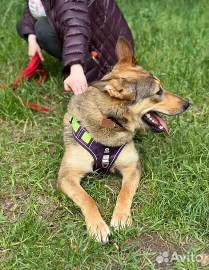 Мякишная собака из приюта