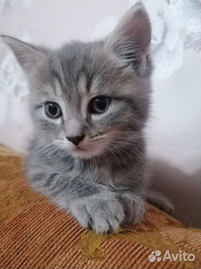 Кошка в дар