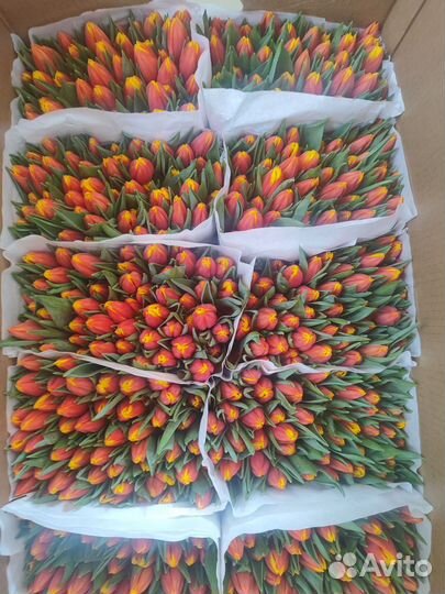 Тюльпаны к 8 марта оптом