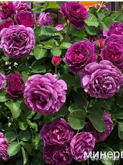 Саженцы роз