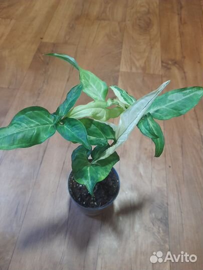 Комнатные растения