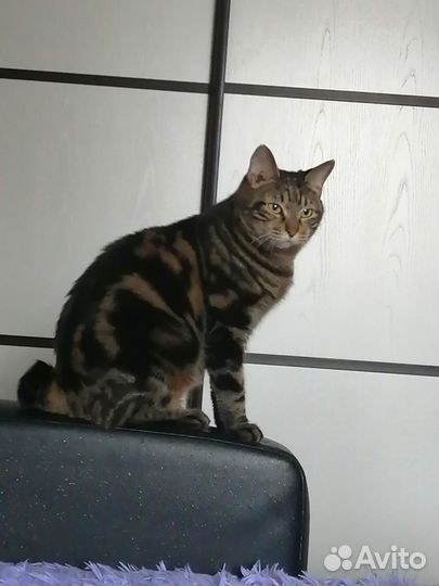 Мини рысята