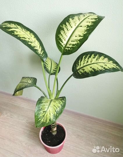 Диффенбахия Amoena Tropic Snow 1 метр