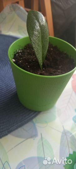 Замиокулькас