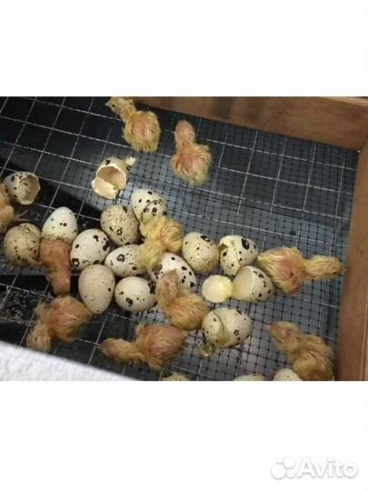 Перепела (яйца,цыплята)