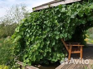 Виноград девичий. Вертикальное озеленение