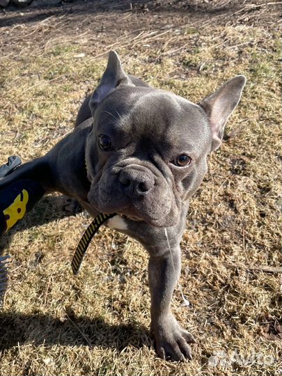 Французский бульдог голубой вязка