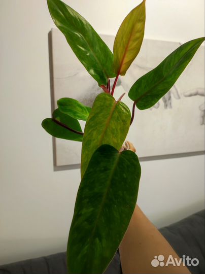 Филодендрон Медуза (Painted lady)