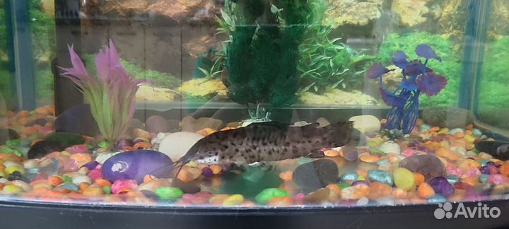 Аквариум