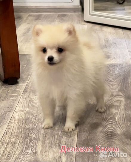 Девочка с родословной