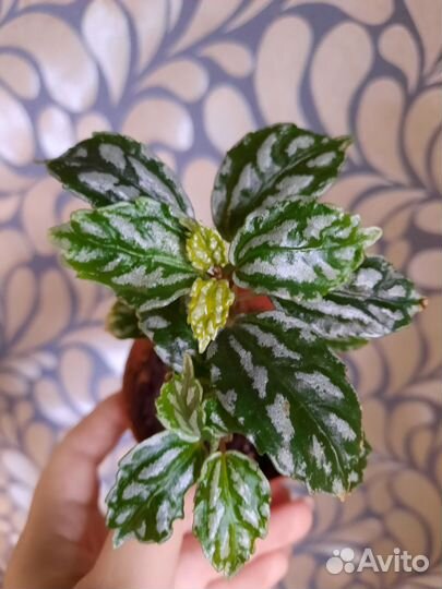 Пилея кадье