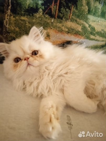 Персидская