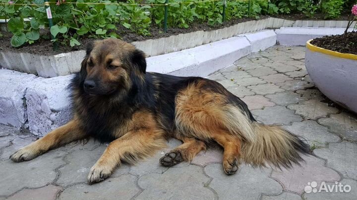 Собака в добрые руки