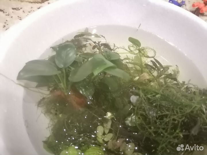 Растения для аквариума