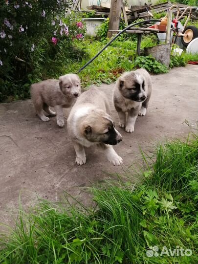 Продам щенков азиата
