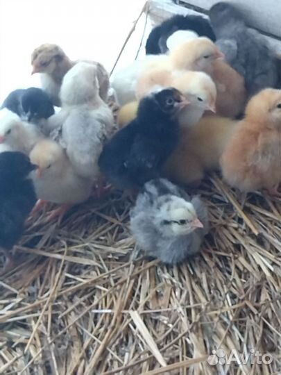 Гусята Муларды цыплята