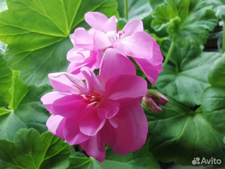 Комнатные растения цветущие