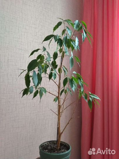 Фикус Бенджамина