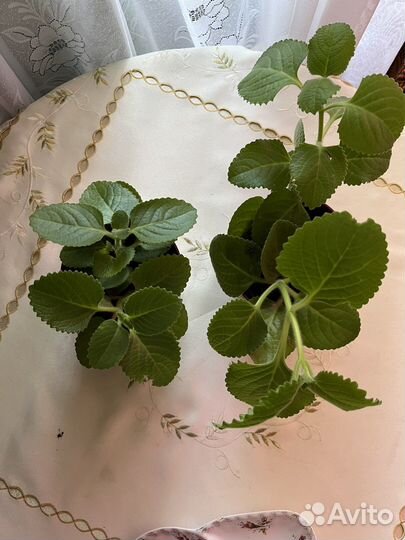 Мята домашняя