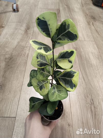 Комнатные растения цветы