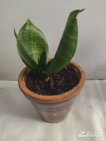 Сансевиерия Фанни(миниатюрный цветок)