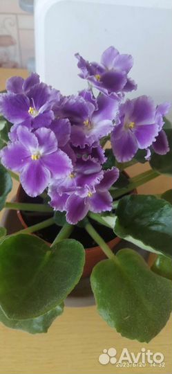 Фиалка лист