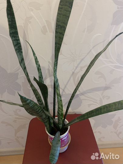 Сансевиерия