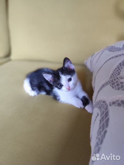 Два котика: чёрно-белый и рыжий