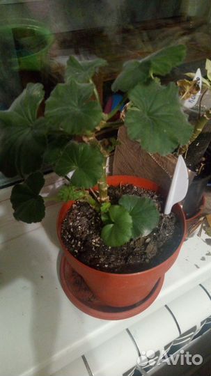 Пеларгония Anne J. P. Bartlett