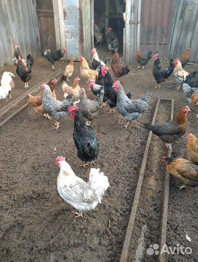 Петухи 40 штук