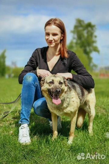 Собаки бесплатно