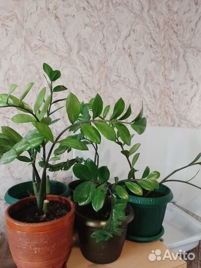 Замиокулькас