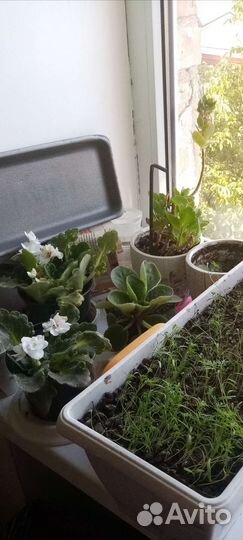 Продам цветы комнатные