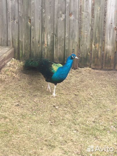 Продаю Павлинов