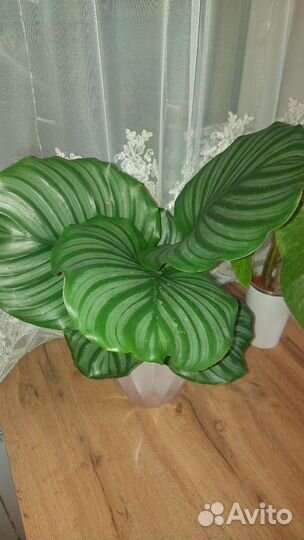 Калатея Орбифолия