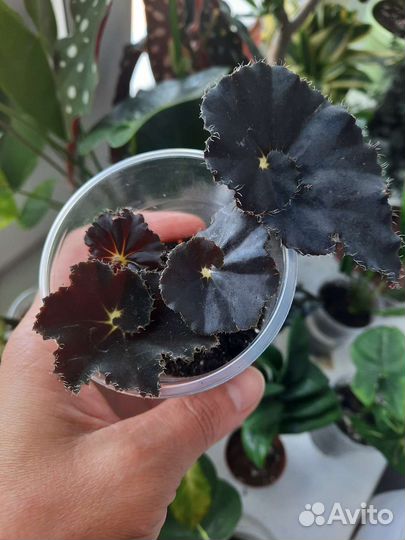 Бегония черная мамба