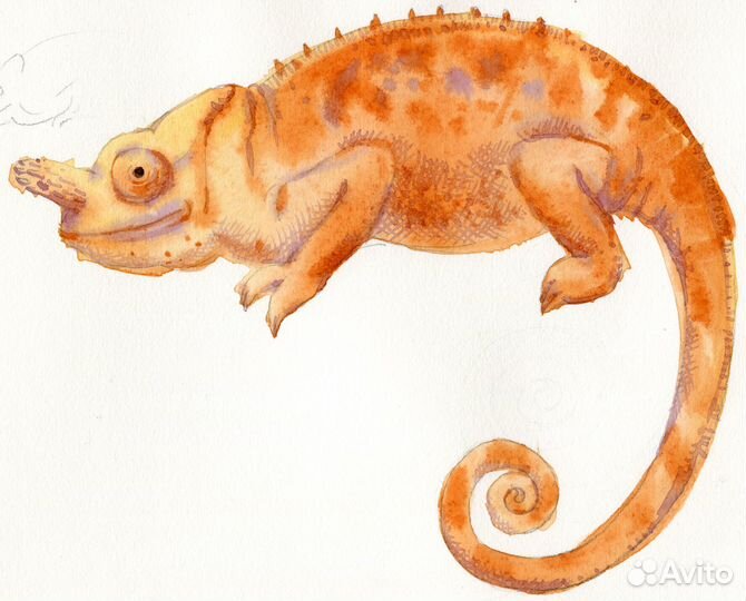 Акварель анималистика хамелеоны