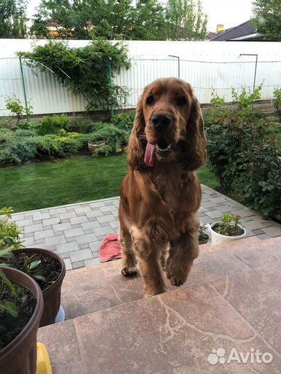 Вязка английский кокер спаниель кобель