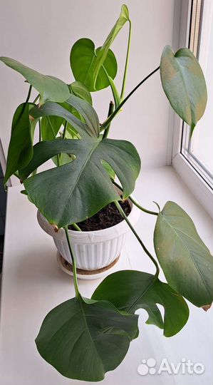 Монстера обычная