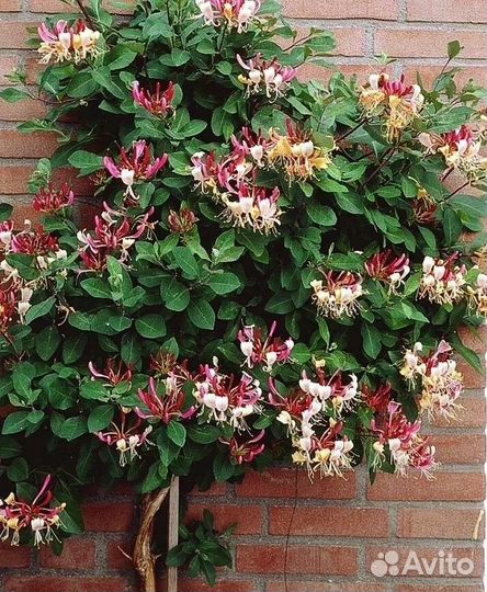 Жимолость вьющяяся Каприфоль