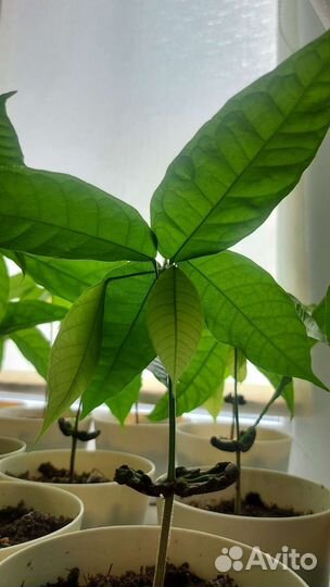 Саженцы какао-дерева (Венесуэла, криолло)